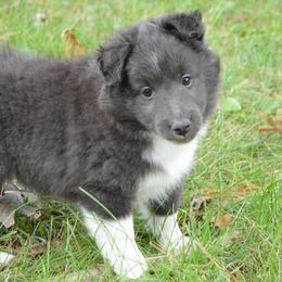 Shetland Sheepdog Puppies from Sunny Shelties
