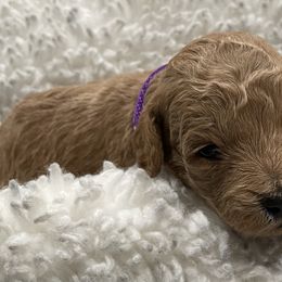 Goldendoodle Puppies from Angel’s Goldendoodle Pups