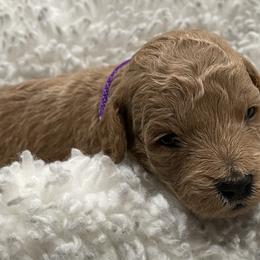 Goldendoodle Puppies from Angel’s Goldendoodle Pups