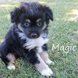 Magic - Black tri male Miniature American Shepherd puppy in Godley, Texas from Flying H Toy and Mini Aussies