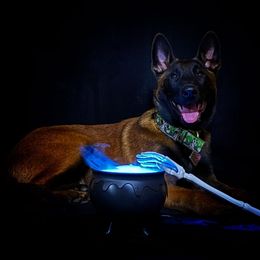 Belgian Malinois Puppies from Fromage Malinois