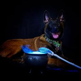 Belgian Malinois Puppies from Fromage Malinois