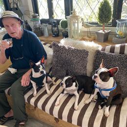 Boston Terrier Puppies from I Love Pups