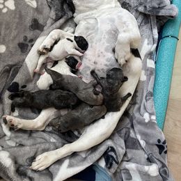 French Bulldog Puppies from Peek Frenchie Babies