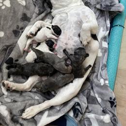 French Bulldog Puppies from Peek Frenchie Babies