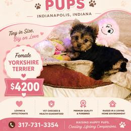 GRACIE Ready To Go (4200)Indiana - Black and tan female Yorkshire Terrier puppy in Indianapolis, Indiana from Supreme Pups