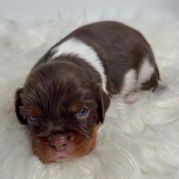 Snickers - Chocolate male Cavalier King Charles Spaniel puppy in Miami, Florida from Maria's Pups