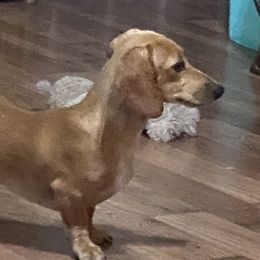 Dachshunds from Shiloh Ranch and Kennels