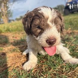 Merle boy 3 - Merle male Double Doodle puppy in Yoakum, Texas from The Scott’s Dood Ranch