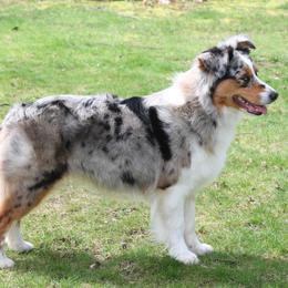 Miniature American Shepherd and Miniature Australian Shepherd All Grown Up from Impression Dogs