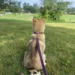 Native American Indian Dog Puppies from Seven Sisters Canids