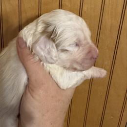 Video Caspian - Blenheim male Cavapoo puppy in Eatonton, Georgia from TNT Puppies