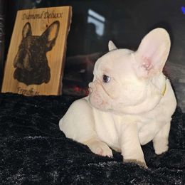 😍 YELLOW COLLAR PLATINUM GIRL 😍 - White French Bulldog puppy in Burleson, Texas from Diamond Deluxx Frenchies