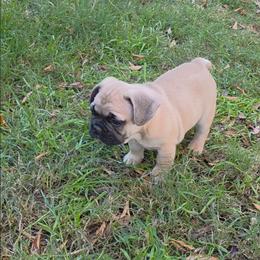 Fawn Male - Fawn male French Bulldog puppy in Phoenix, Arizona from ANE French Bulldogs