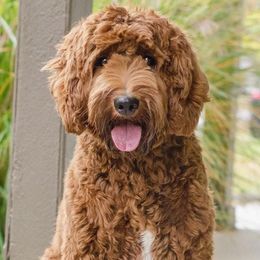 Australian Labradoodle All Grown Up from St. Louis Australian Labradoodles