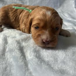 Muriel - Golden female Cockapoo puppy in Adrian, Oregon from ApplebyFarm