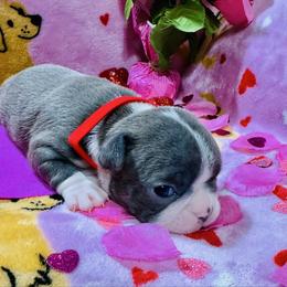 Red collar - Blue female Boston Terrier puppy in Rosston, Arkansas from Green Acre Boston Terriers