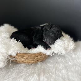 Rain - White and black male Bordoodle puppy in Valley Center, California from Circle R Valley Bordoodls