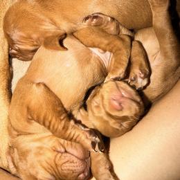 Vizsla Puppies from On Point Farm
