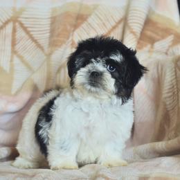Spruce - Black and white male Shichon puppy in Delta, Colorado from PTK Ranch