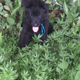 Ivory vom LegendLand - Black male German Shepherd puppy in Hillsborough County, Florida from Vom Legend Land