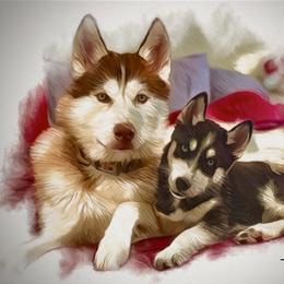 Siberian Husky All Grown Up from Dennis Kirkpatrick