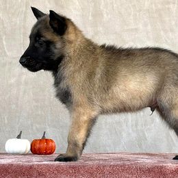 Boy - Blue - Belgian Malinois puppy from Desert Wind Kennels