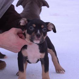 Barikki - Black tri-color male American Bully puppy in Orlinda, Tennessee from SimplyBullies