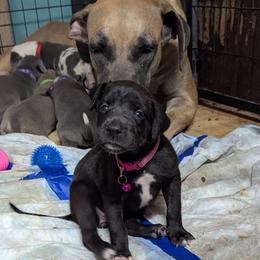 Galadriel - Blue female Great Dane puppy in Citra, Florida from AEW Farm