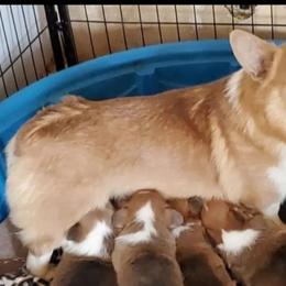 Pembroke Welsh Corgis from Pine Lawn Corgis