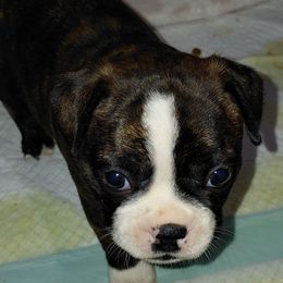 Dang - Seal brindle and white male Boston Terrier puppy in Star, North Carolina from Meatloaf's Boston
