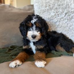 Boy 3 - Tri-color male Bernedoodle puppy in Phoenix, Arizona from Doodles of the Desert