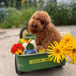Poodle All Grown Up from Divine Poodles