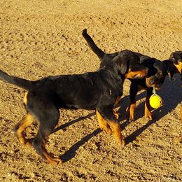 "A litter at plY" Rottweiler All Grown Up from Kennel vom Hause Locher