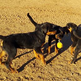 "A litter at plY" Rottweiler All Grown Up from Kennel vom Hause Locher