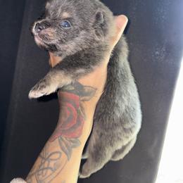 Chase - Blue and tan male Pomeranian puppy in Okmulgee, Oklahoma from 918 Pomeranians