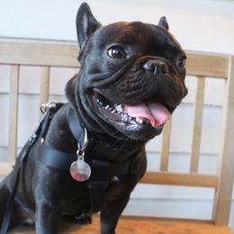 Stew - French Bulldog