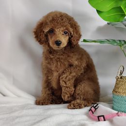 Coton de Tulear and Poodle Puppies from Legacy Pets