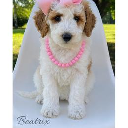 Beatrix - Parti female Goldendoodle puppy in State Road, North Carolina from Must Love Doodles