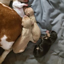 Dachshund Puppies from Sylvia Courtney's Dachshund