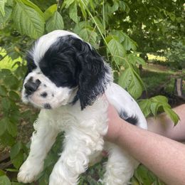 Cocker Spaniel Puppies from Mable meadows Cockers