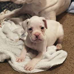 Loren - White female Boxer puppy in Kennewick, Washington from East River Boxers
