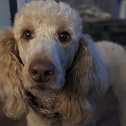 Alani - Labradoodle