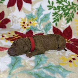 Red Collar Female - Red  female Goldendoodle puppy in Pasadena, Texas from Knightsbane Standard Poodles