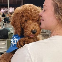 Boy 5 - Red  Poodle puppy in Texas from Rosevly Standard Poodles