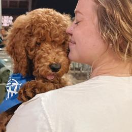 Boy 5 - Red  Poodle puppy in Texas from Rosevly Standard Poodles