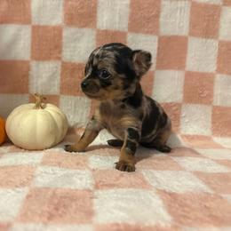 Lucy - Merle female Chihuahua puppy in Beckemeyer, Illinois from Guardian’s of the Chihuahuas