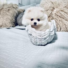 Pomeranian Puppies from Kouture Pomeranians