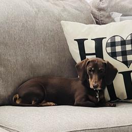 Dachshunds from Willow’s Legacy
