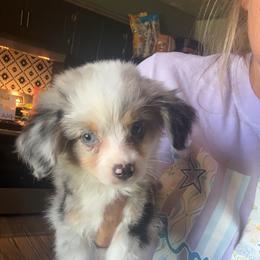 Blue Merle Male - Blue merle male Toy Australian Shepherd puppy in Brashear, Texas from Double R farms